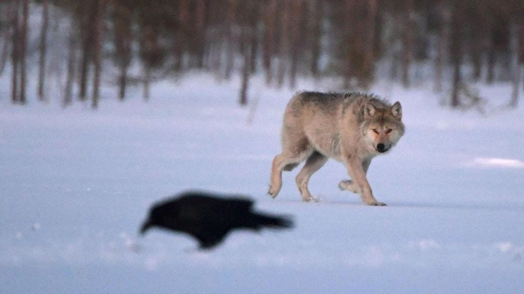 Susi Kuhmon erämaassa maaliskuussa 2020.