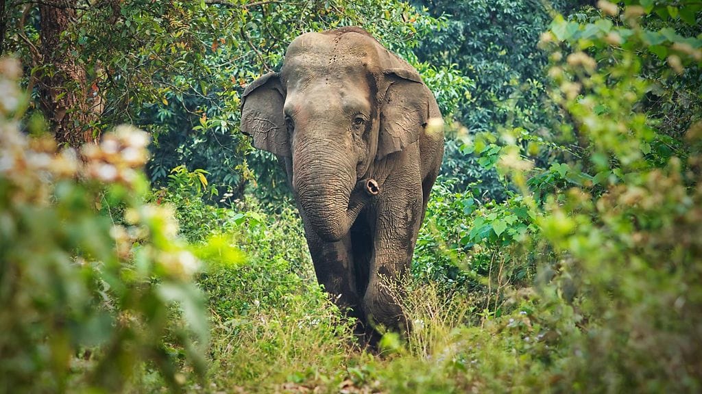 Kuvituskuvassa aasiannorsu.