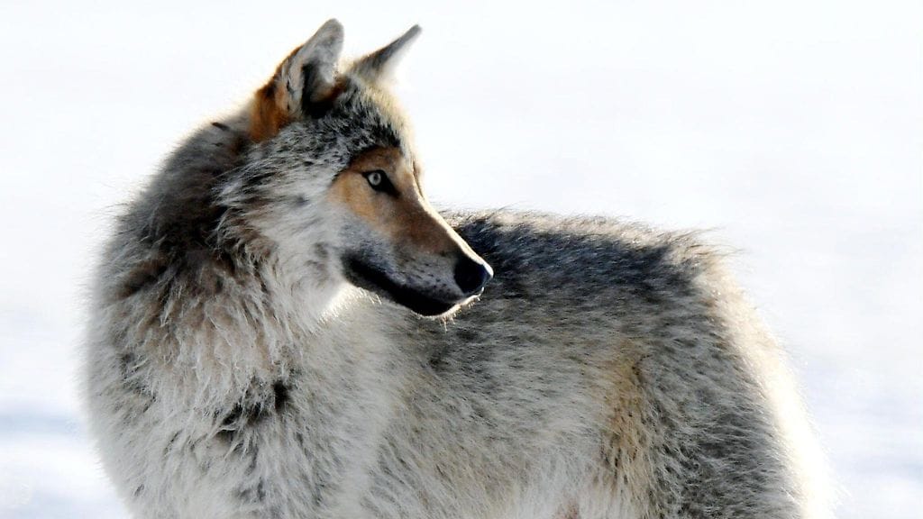 Kuvituskuvassa susi Kuhmon rajavyöhykkeellä keväällä 2020.