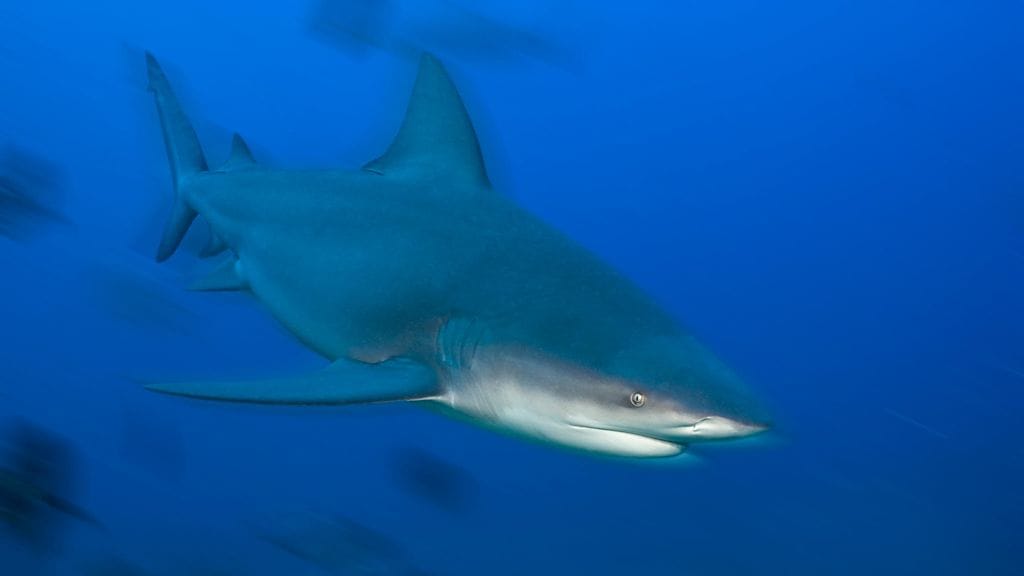 Kuvan hai ei liity tapaukseen.