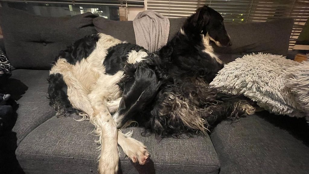 koirakarkurit kotona