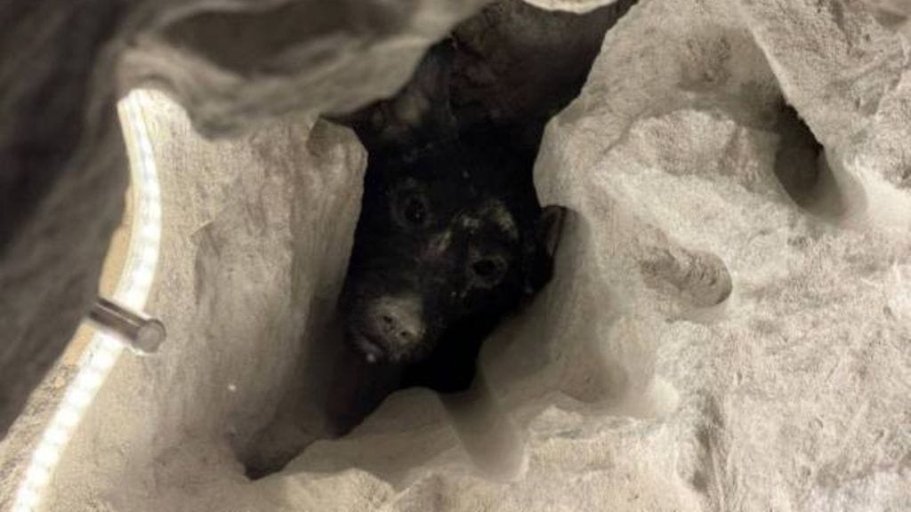 Jarru kallion kolossa.