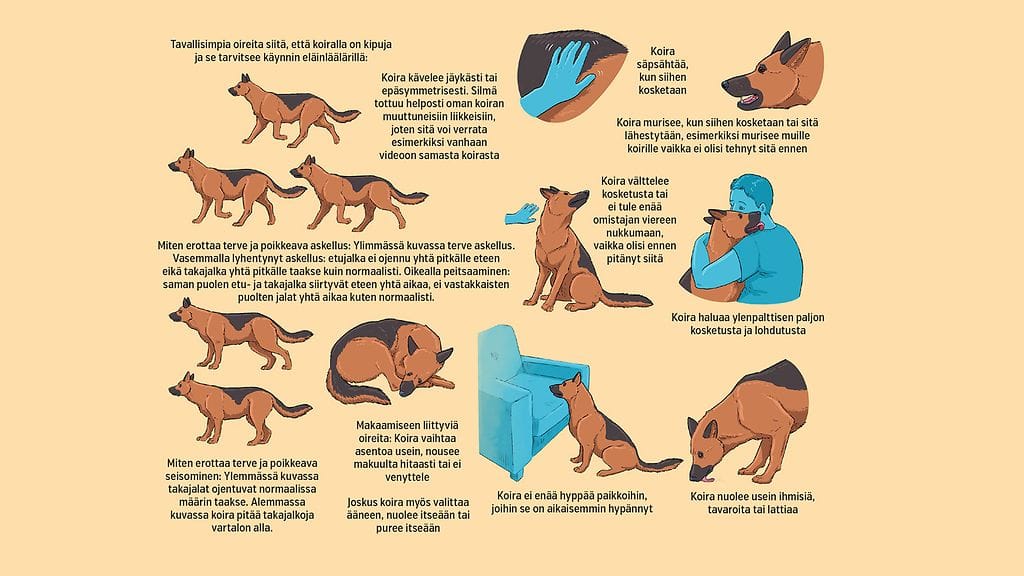 Koiran kipukäyttäytyminen