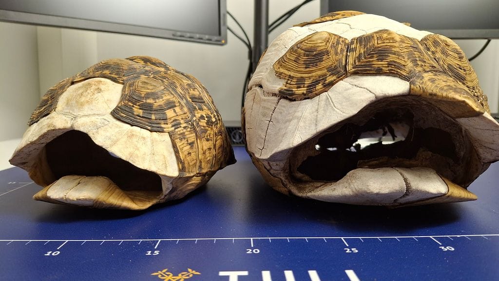 Laittomat tuliaiset, kilpikonnan kuoria, Tullin kuvaa