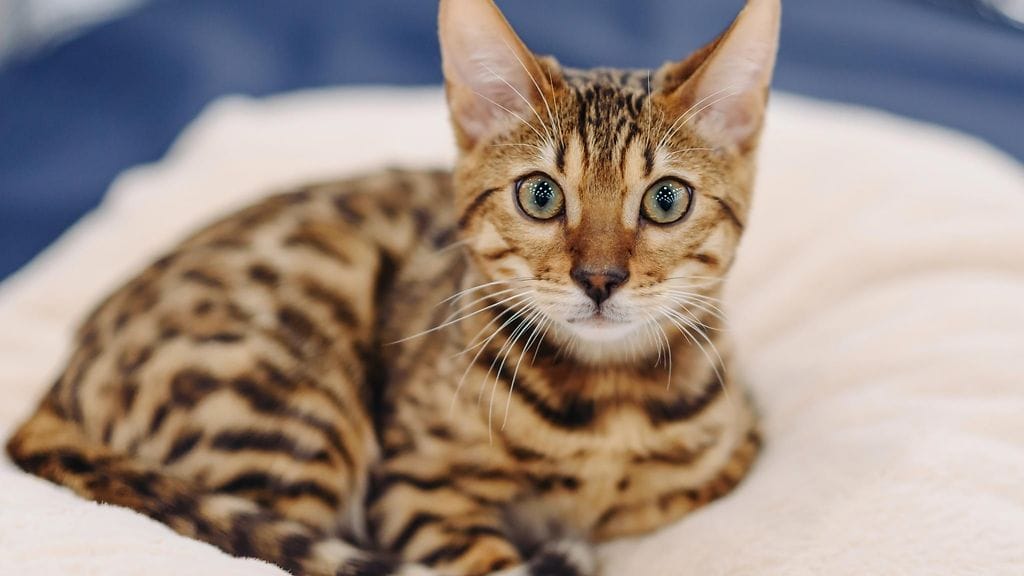 Bengalikissa jouduttiin lopettamaan synnynnäisen vian vuoksi. Kuvan kissa ei liity tapaukseen.