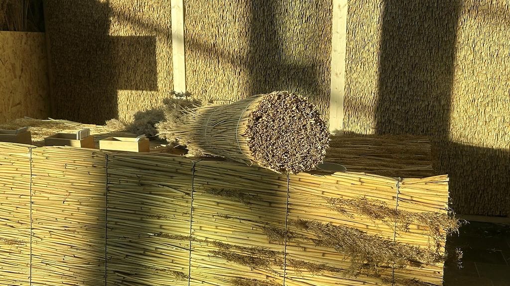 Ruoko, järviruoko, ruokokatto