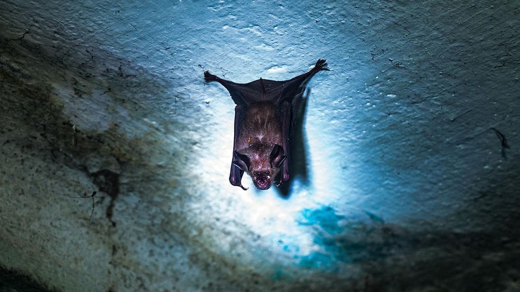 AOP Nipah lepakko hedelmälepakko