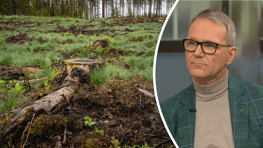 Metsä Groupin pääjohtaja Jussi Vanhanen kommentoi ilmastokeskustelua ja metsähakkuiden vaikutuksia Uutisextrassa perjantaina.