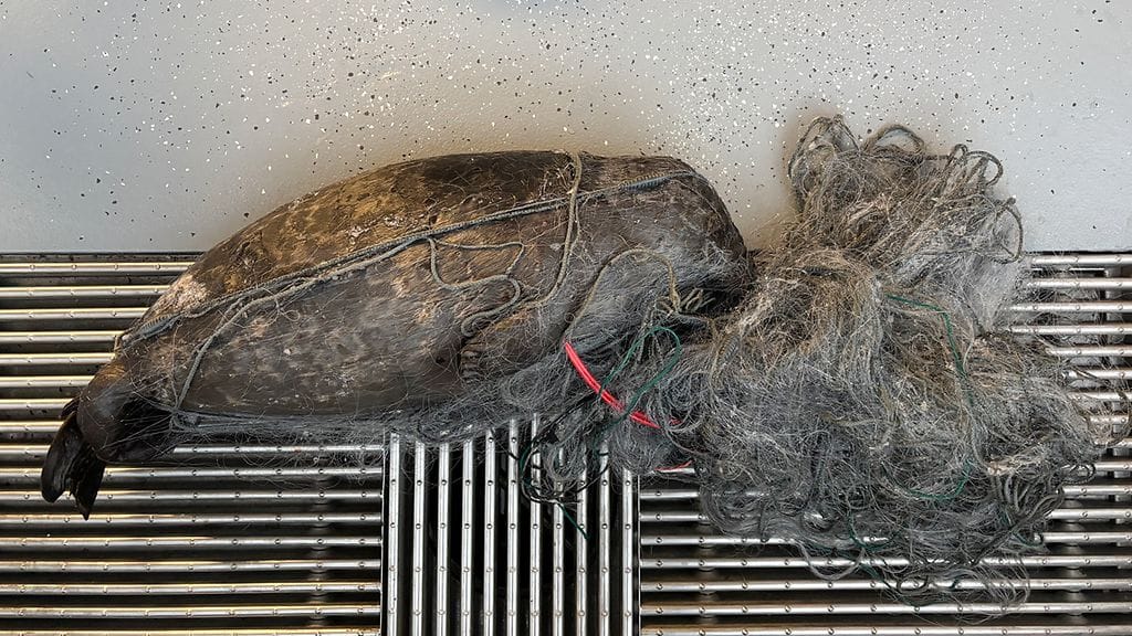 Pyydykseen hukkuneella nuorella naarasnorpalla oli painoa 23 kiloa ja pituutta alle metri.