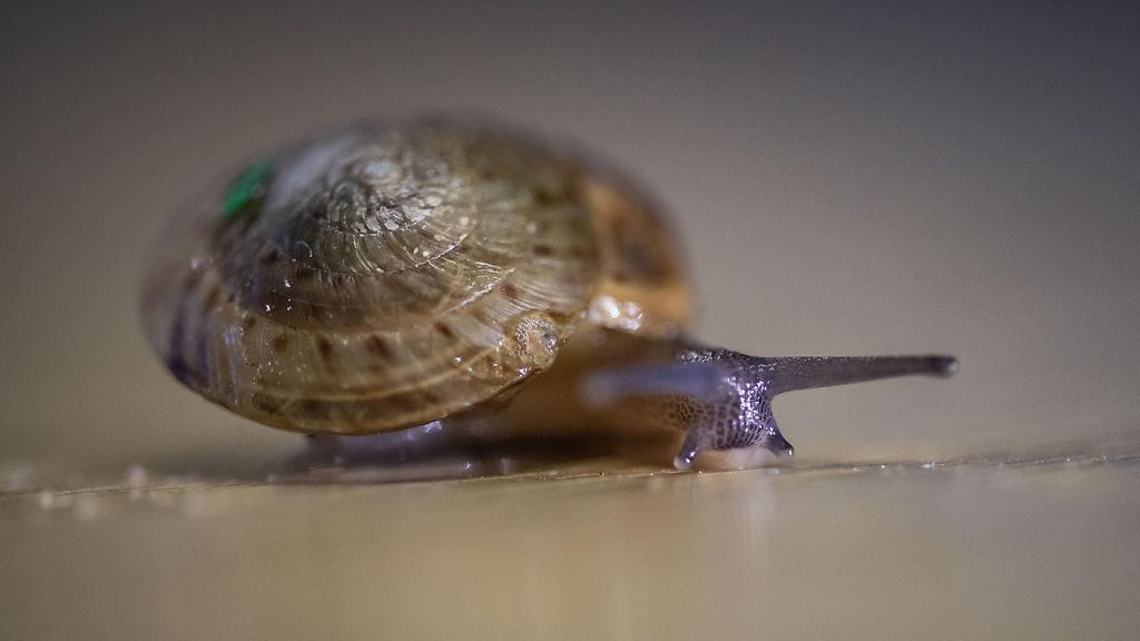 Bermudankotilo, Poecilozonites bermudensis