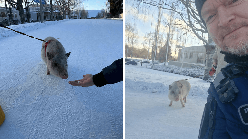 Sekä poliisit että possu taisivat olla ihan pähkinöinä tästä kohtaamisesta.