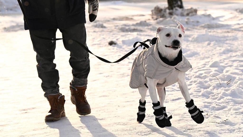 LK 9.2.2026 Sulo-koira ulkoilee kirpsakassa pakkassäässä Helsingissä 1. helmikuuta 2026.