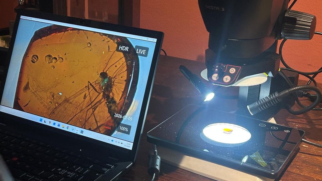 Luomus, perhonen meripihkassa