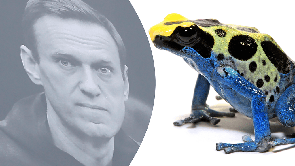 Nuolimyrkkysammakot ovat lähtöisin Etelä-Amerikasta. Sieltä on pitkä matka venäläiseen vankilaan, jossa Navalnyi oli vangittuna.