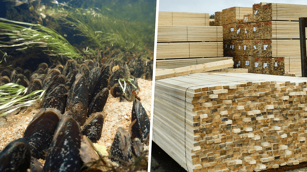 Stora Enso pyrkii seuraamaan, miten luonnon monimuotoisuus kehittyy sen talousmetsissä.