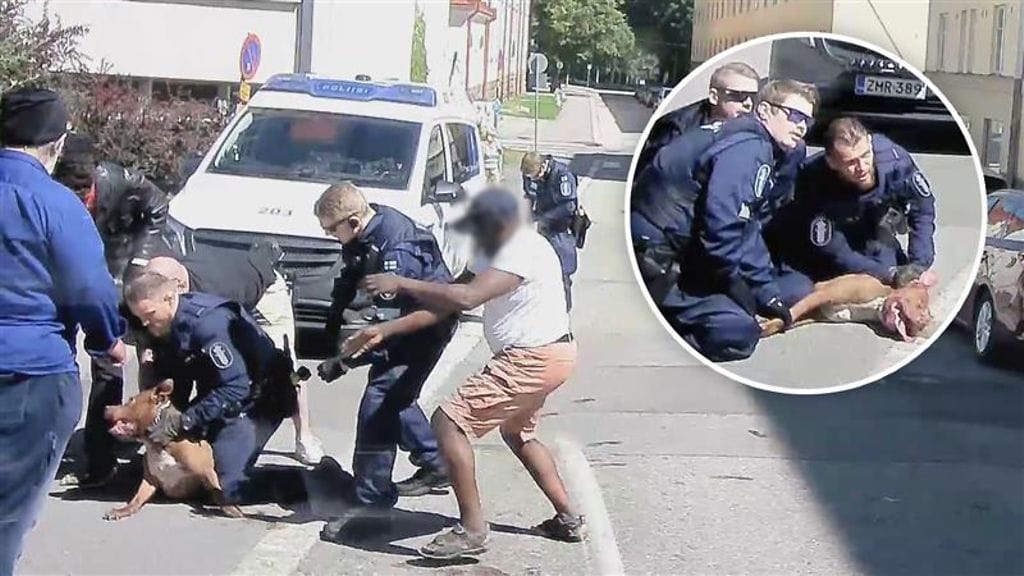 Vallila_koirahyökkäys_videostill