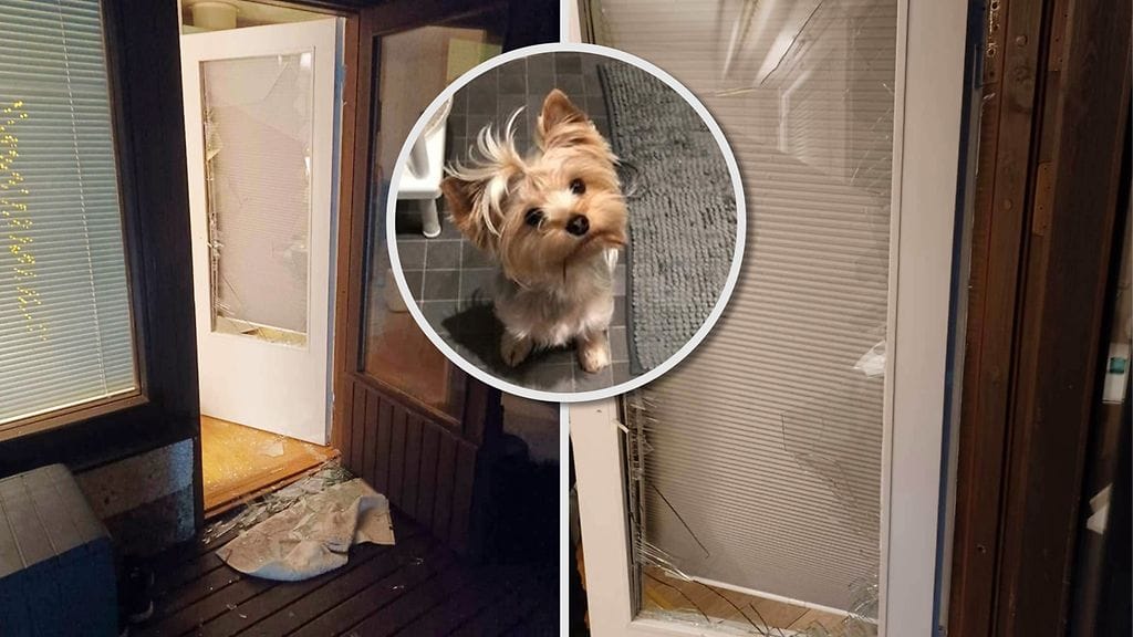 Pieni Hugo-koira vietiin, eikä koiraa koskaan löydetty, vaikka syylliset saatiin tuomiolle.