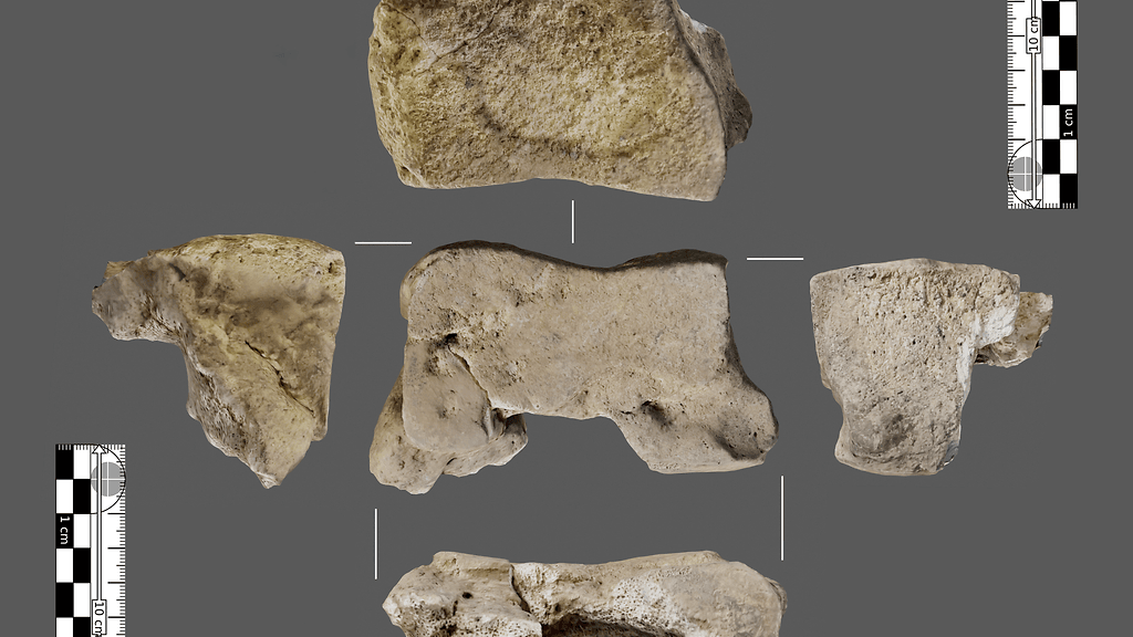 AOP Ensimmäiset fyysiset todisteet Hannibalin karthagolaisista sotaelefanteista on löydetty Espanjasta.