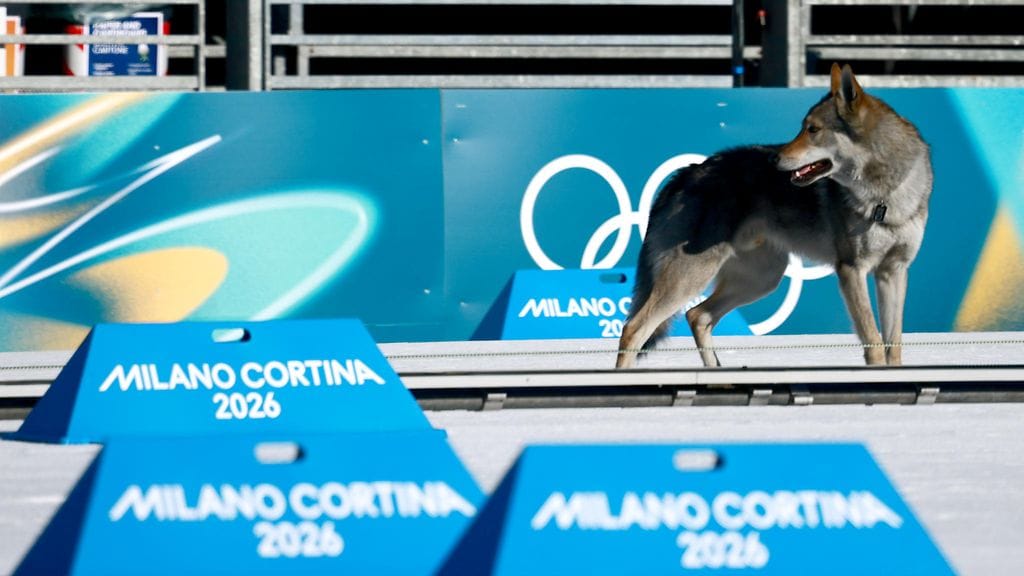 Koira ladulla parisprintti