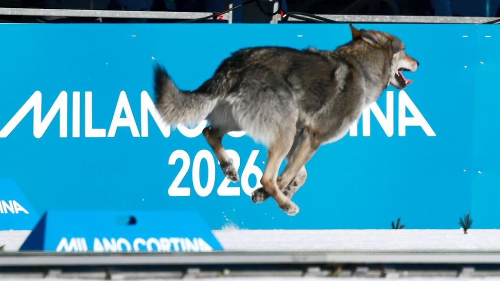 Ladulle Milano-Cortinan olympialaisissa juossut koira oli tshekkoslovakiansusikoira nimeltä Nazgul.