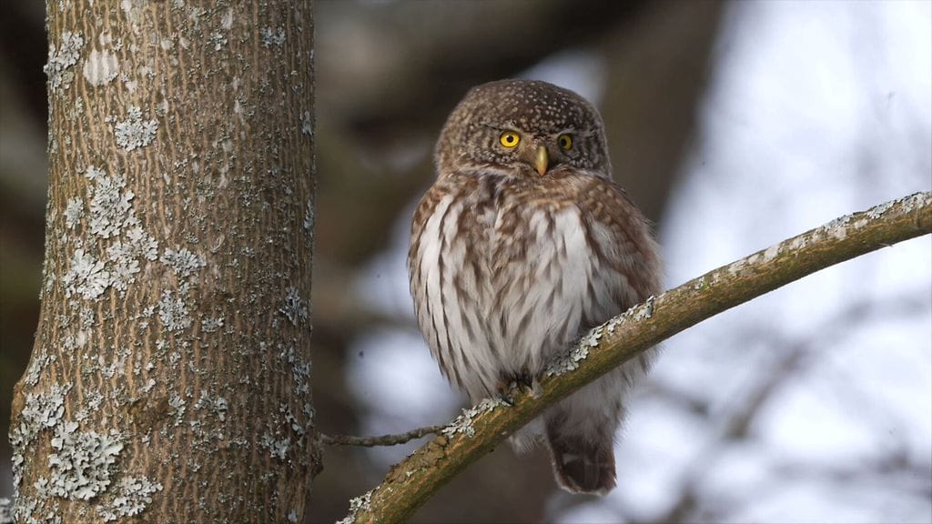Varpuspöllö, linnut