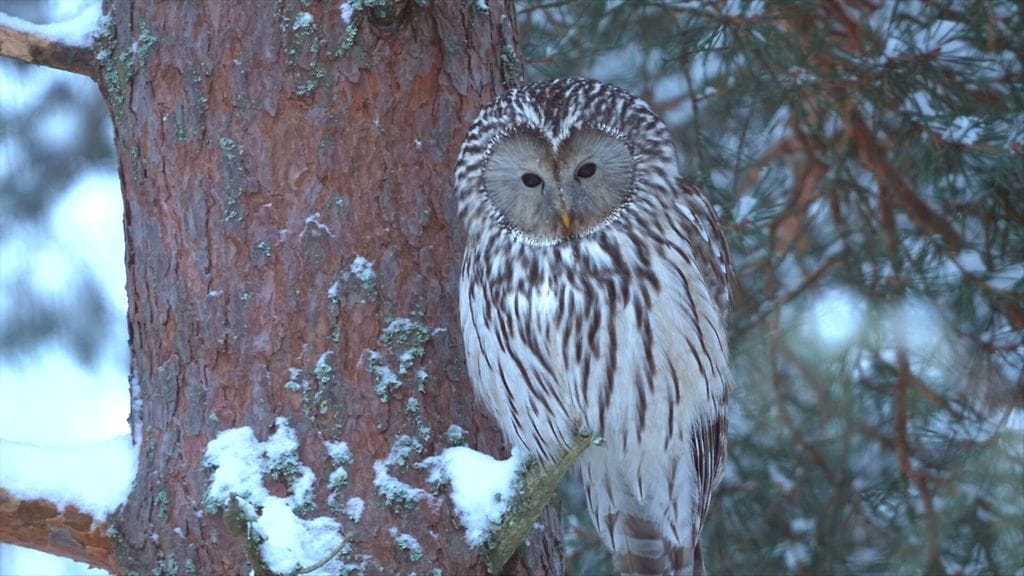 Viirupöllö, linnut