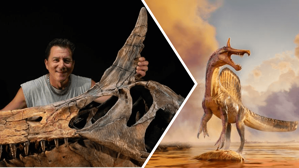 Paul Sereno rekonstruoidun Spinosaurus mirabiliksen kallon vieressä. Oikealla taiteilijan näkemys siitä, miltä laji on aikanaan näyttänyt.