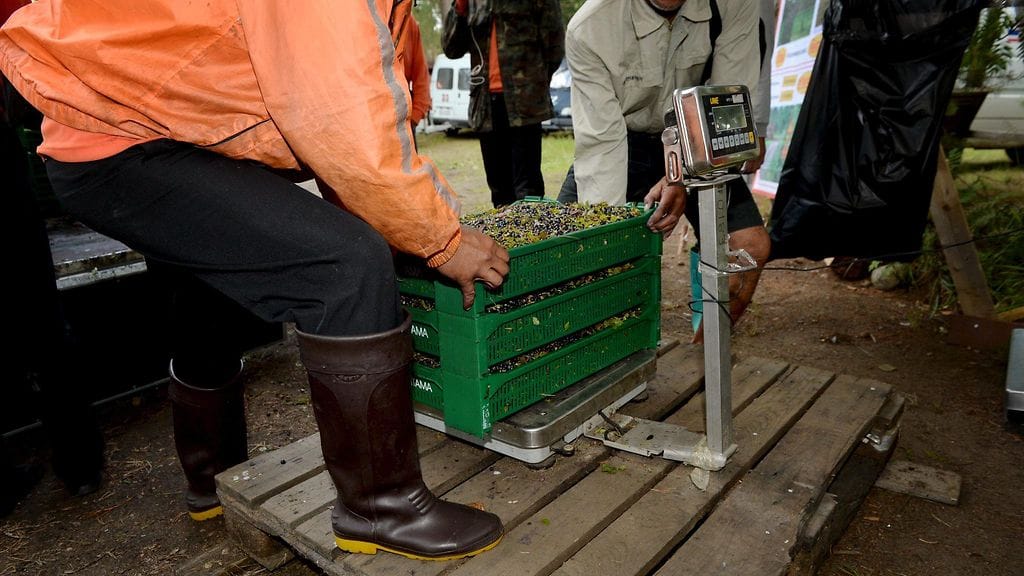 Kuvituskuvassa thaimaalaisia mustikanpoimijoita punnitsemassa marjalaatikoita Juvalla Etelä-Savossa 30. heinäkuuta 2015.