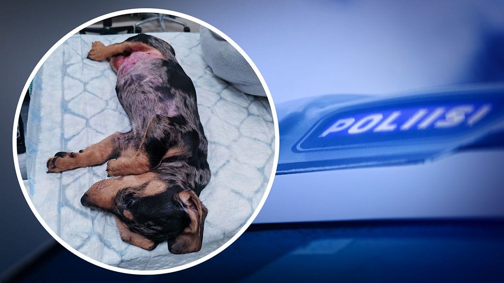 Kolmen kuukauden ikäinen mäyränkoiranpentu Hippu kuoli toisen koiran tai koirien hyökkäyksessä.