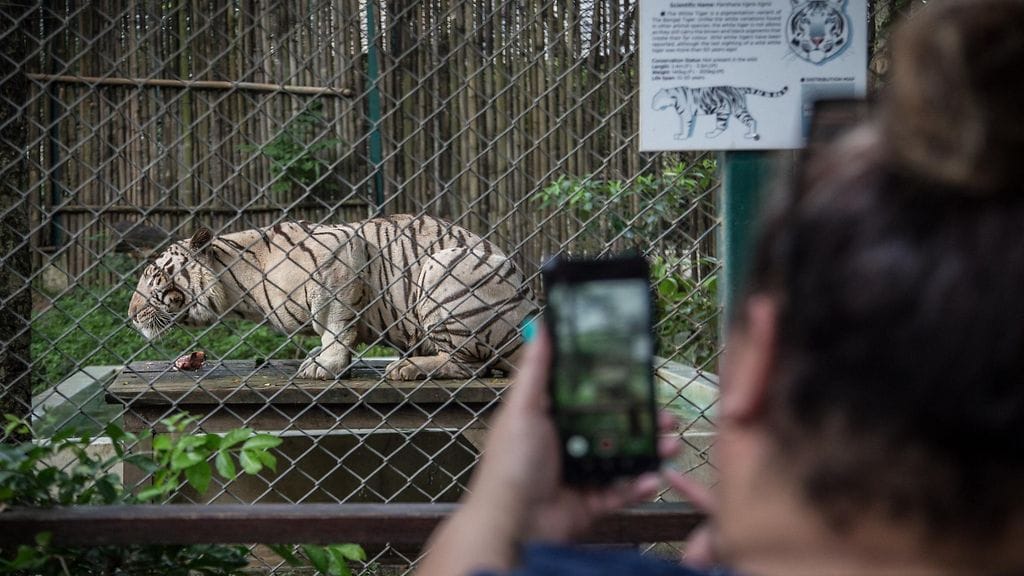 72 tiikerin kerrotaan kuolleen lyhyessä ajassa suositussa tiikeripuistossa
