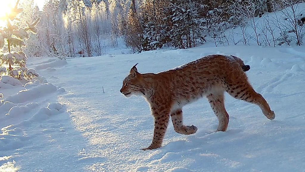 ilves, tutkimus, Helsingin yliopisto