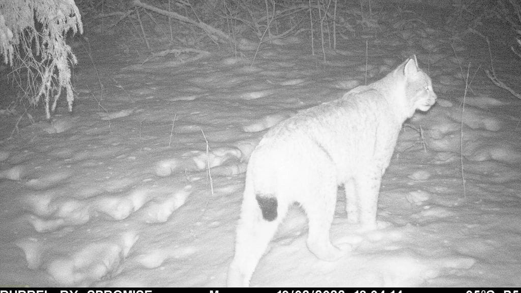 Ilvekset, tutkimus, Helsingin yliopisto, riistakamera