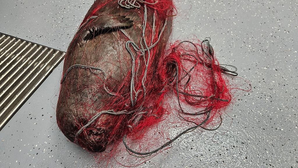 Kuollut saimaannorppa Savonlinnassa.