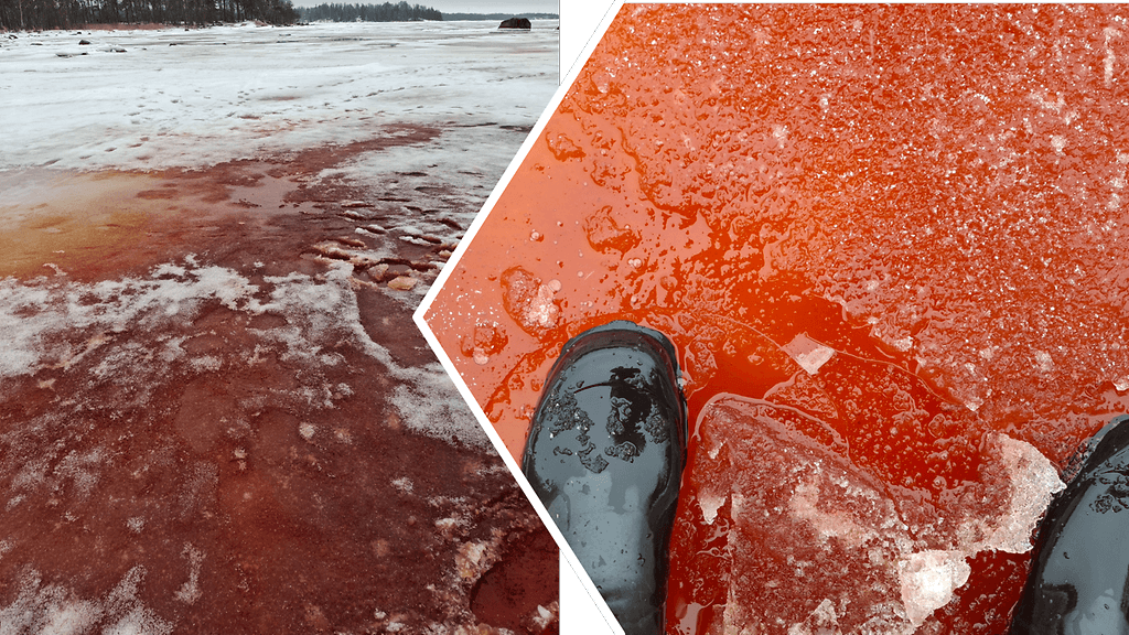 Punainen meri Suomenlahdella johtuu hajoavista rakkohaurulevistä vapautuvasta väriaineesta.