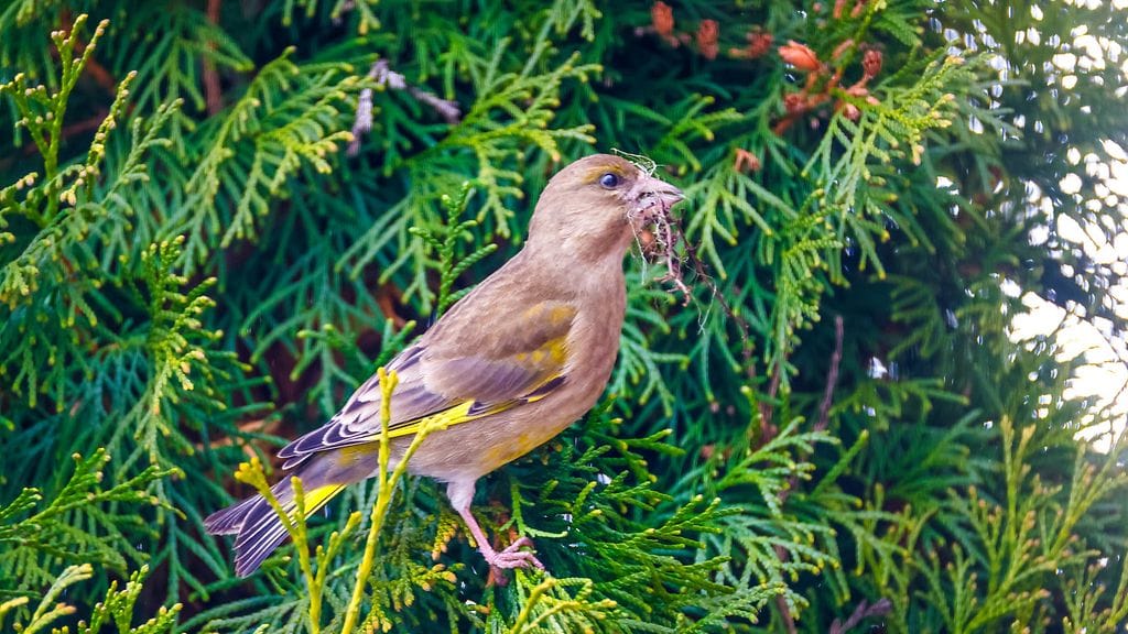 1003-sääkuva-viherpeippo