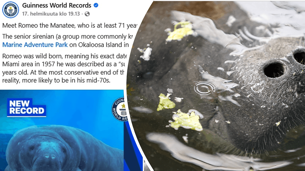 Kuvassa oikealla Romeo kuvattuna tampalaisessa eläinpuistossa joulukuussa 2023.