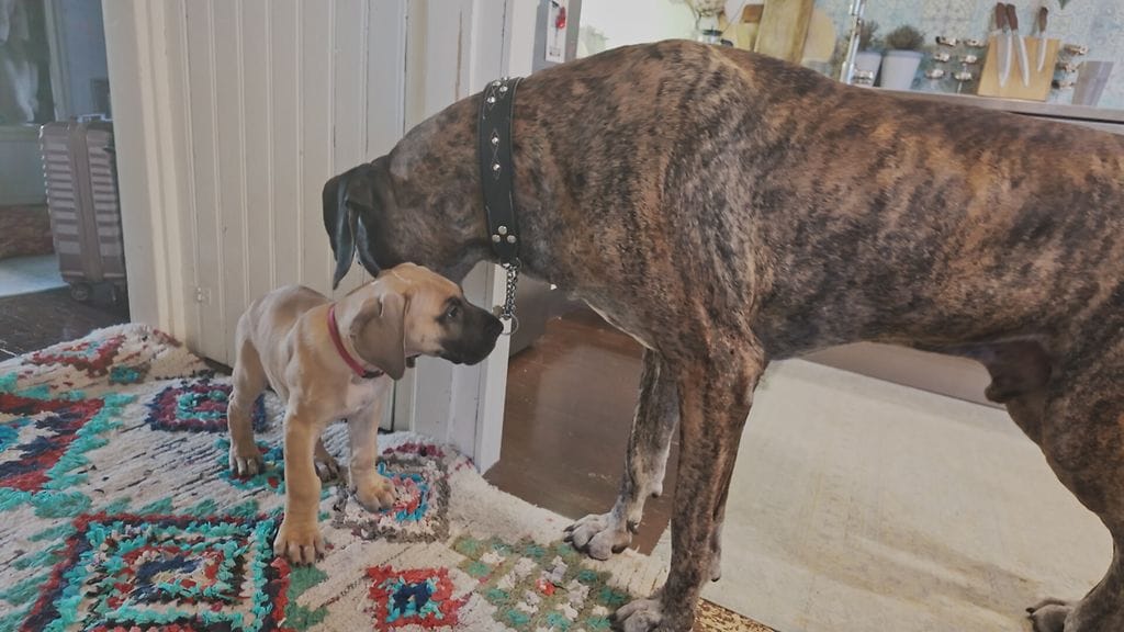 Pikkutassujen_tepastelua-5