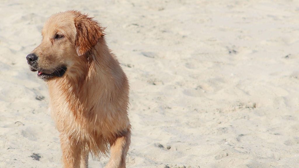 Tämä kultainen noutaja kuvattiin rantahiekalla Dubaissa Arabiemiraateissa tammikuussa 2020.