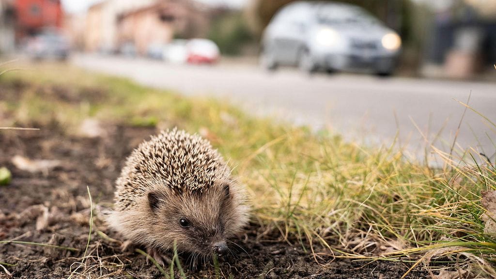 Kuvassa siili vilkasliikenteisen tien vierellä.