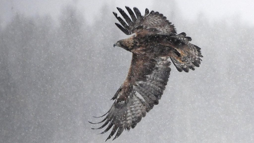 Tämä maakotka (Aquila chrysaetos) kuvattiin Kuhmossa maaliskuussa 2020.