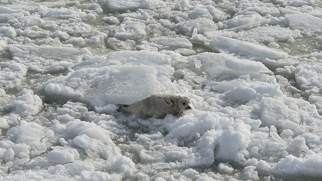 MERIVARTIOSTO KUUTTI 3