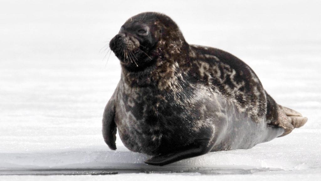 Saimaannorppa on erittäin uhanalainen eläin. Saimannorppakanta kestäisi vain muutaman pyydyskuoleman vuosittain.