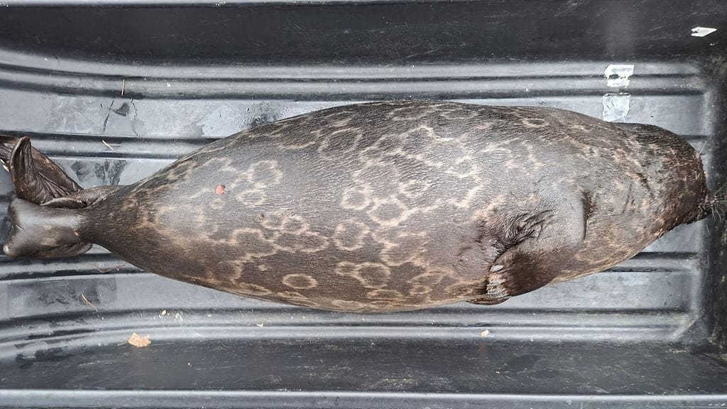 METSÄHALLITUS kuollut saimaannorppa