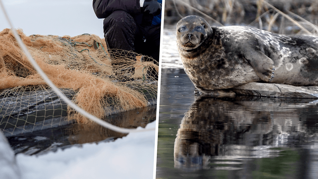 Maa- ja metsätalousministerin esikunnasta viestitettiin, että kommentteihin voidaan palata "pääsiäisen jälkeen".