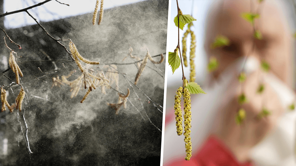 Siitepölyn kaukokulkeumat nostavat määriä kotoperäisen kukinnan lisäksi.