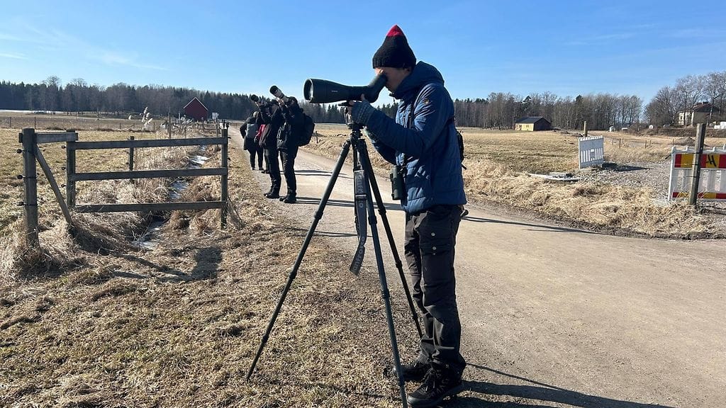 Aleksi Lehikoinen, linnut