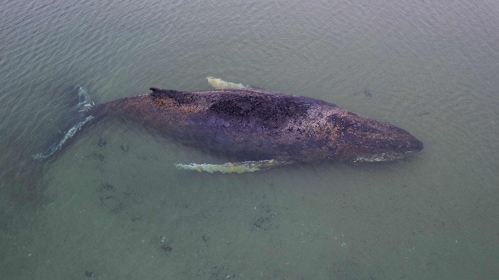Ilmakuva näyttää ryhävalaan jumittuneena Itämerellä Lübeckin lähellä Pohjois-Saksassa 24. maaliskuuta 2026.