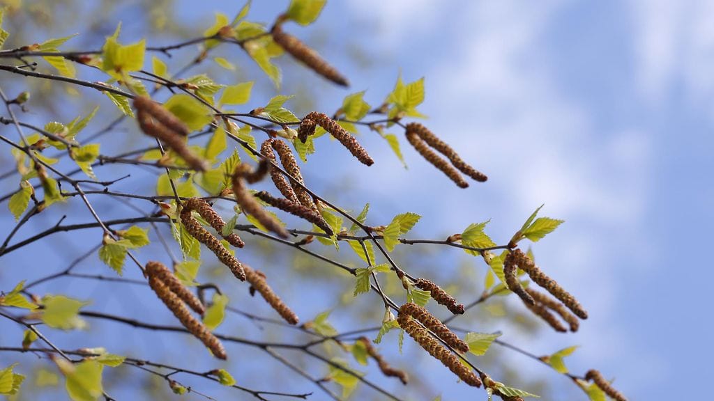 Vain vuonna 2013 koivun kukinta on ollut vähäisempää kuin mitä tälle keväälle on odotettavissa.