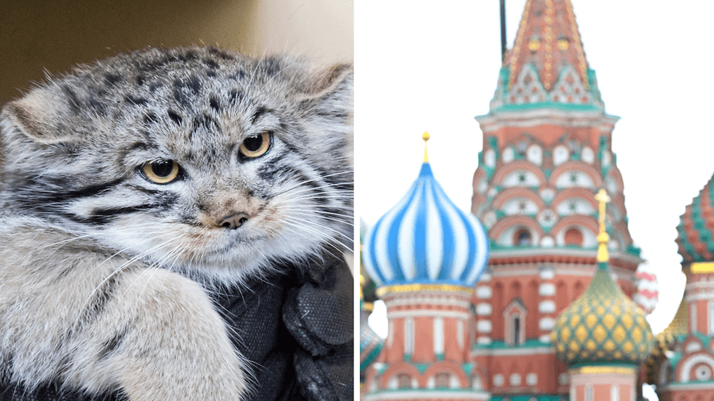 Korkeasaaren eläintarha ilmoitti Ria Novostille lehden mukaan, ettei se voi luovuttaa naarasmanuliaan Moskovaan.