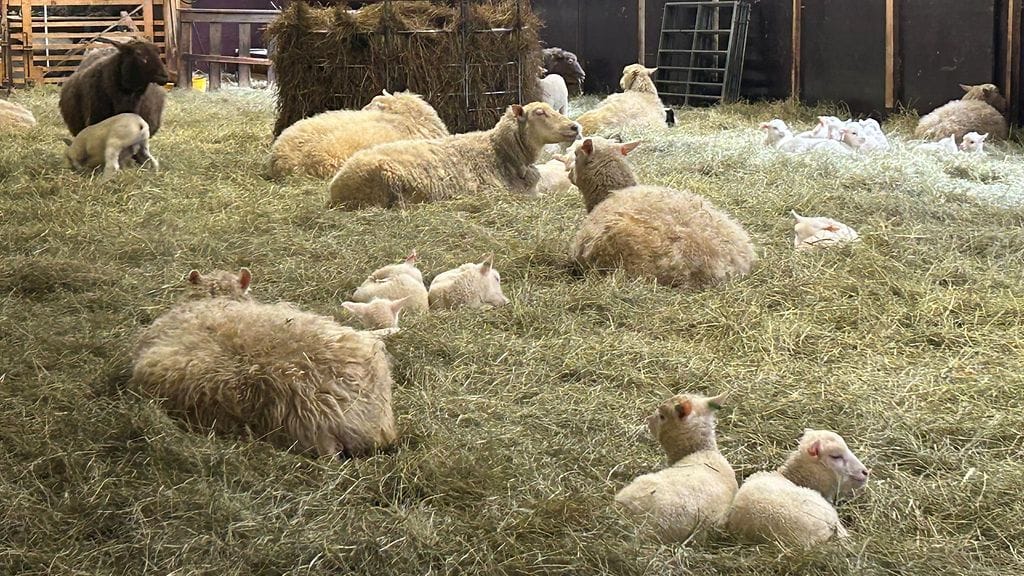 Tolvilan kartanon lammastila, Akaa